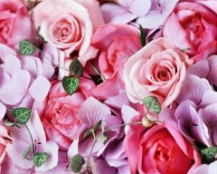 Tapeta Nature Flowers 246.jpg